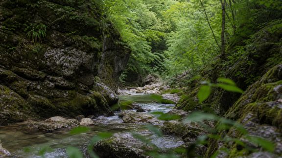 La découverte des gorges secrètes : randonnée entre nature sauvage et fraîcheur