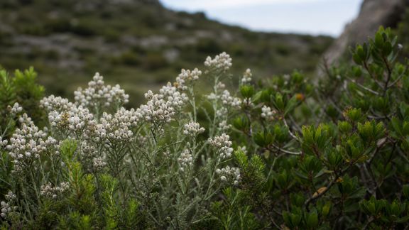 À la découverte des plantes endémiques lors de vos randonnées en Corse