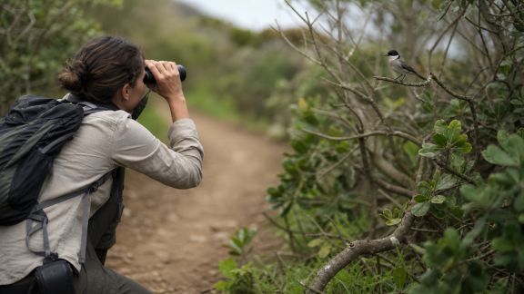 Randonnée et observation des oiseaux : découvrir la biodiversité insulaire