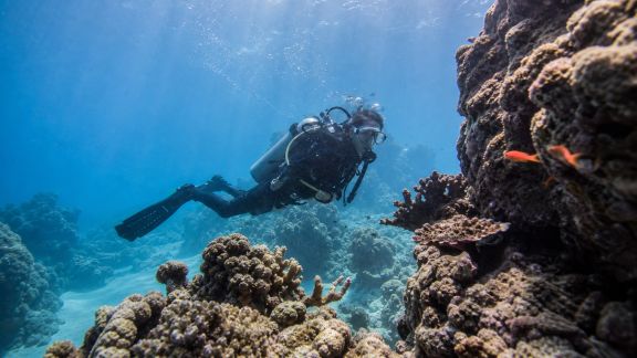 Plongée sous-marine : les plus beaux spots autour de l’île