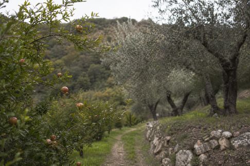 Promenades pittoresques dans les vergers et oliveraies corse