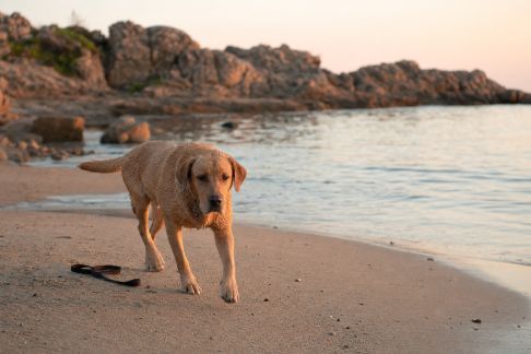 Plages de Corse et chiens : quelles sont les règles et les endroits autorisés